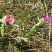 Centaurea nervosa Willd.
Asteraceae

Fiordaliso alpino.
Centaurée nervée.
Federige Flockenblume.