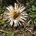 Carlina acaulis subsp. caulescens (Lam.) Schübl & G. Martens<br />Asteraceae<br /><br />Carlina bianca.<br />Carline blanche.<br />Silberdistel.