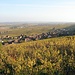 Les vignes au pied des Vosges 