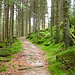 Wanderweg im Märchenwald