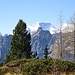 Disgrazia