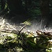 Dampfender Waldboden