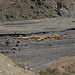 Bei Cek - Blick ins Tal des Əlikçay, wo sich gerade zahlreiche Schafe, Ziegen und Rinder am Wasser aufhalten. Während eines Zwischenstopps auf der Anfahrt nach Xınalıq.