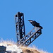 Oggi nè aquile, nè gracchi, nè pernici. Un bel corvo sulla croce di vetta. [http://www.youtube.com/watch?v=VoRAI67QCYs Dedica obbligatoria].