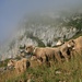 unterwegs immer wieder anzutreffen auf verschiedenem Alpgelände: muntere, blökende Schafe
