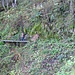 Nur wenige Wanderer auf dem Sentier de la Bloy, dem "Kleinen Bruder des Sentier des Roches"