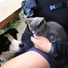 Mika (li, mit gebrochenem Bein) kümmert sich um das junge Alp-Kätzchen