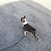 Nina speed Dog Power grande! :<br /><br /> Sigirino,Inizio escursione.