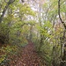 Schöner Weg im bunten Blätterwald