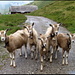 Neugierige Ziegen auf Tannalp (angenehmer als stutenbissige Exemplare aus dem Wallis...).