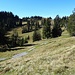 Tannensolitäre im Kessel bei der Rossweidhöchi