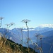 Aussicht vom Planggenstock