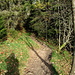 der Wanderweg führt in den Wald