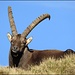 Soll jeder für sich selbst sein "Lieblings-Steinbock-Foto" bestimmen :-)