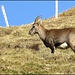 Soll jeder für sich selbst sein "Lieblings-Steinbock-Foto" bestimmen :-)