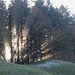 beim Galgehubel scheinen die Sonnenstrahlen faszinierend durch den Tannenwald