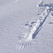 Impronte di ali di rapace che si alza in volo toccando la neve