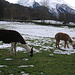 Alpaca a Bi den Hüseren.