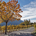 Bäume und Reben im Herbstkleid