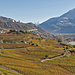 Blick in die Rebberge Marjunne