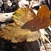 Herbstimpressionen: Laub am Boden.