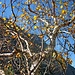 Herbstimpressionen: Gefärbte Bäume.