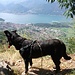 166 ( Lago Scoggione ) Panoramica sul Lago di Como, 2013