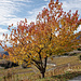 Farbenprächtiger Herbst