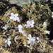 Amazing Californian flora<br />Blooming in the middle of November at an altitude of about 7000 ft (>2000m) 