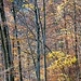 Herbstwald oberhalb von Frümsen
