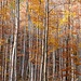 Herbstwald oberhalb von Frümsen