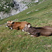 Peacefully resting cows