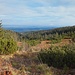 Dwarf pines
