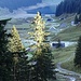 Impressionen auf der Alp Sämtis im Rückblick.