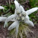 Edelweis o stella alpina (Leontopodium Alpinum)
