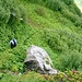 Tratto Alpe Ghighel in discesa verso Cascate del Toce,con vegetazione molto rigogliosa e sentiero stretto.