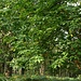 Die Römer führten die Edelkastanie nicht nur ins Tessin ein, sondern auch nach England. Hier im New Forst sind die stattlichen Bäume recht häufig in den Wäldern anzutreffen.