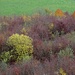 über dem farbigen Herbstwald ...