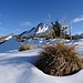 Trockengras-Büschel, Schnee und Gipfel - in schöner Verbindung