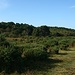 Heidekrautflächen mit Stechginsterbüschen, dahinter Wald: typische New Forest-Landschaft an der Burley Road bei der Farm Cottage.