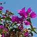 sommerliche Blütenpracht am Wegrand
