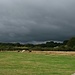 Grasende Pferde und Kühe vor dunklen Wolken in der Nähe der Normandy Farm.
