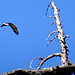 A bald eagle flying by; this bird is the national bird of the USA as displayed in the [http://en.wikipedia.org/wiki/Great_Seal_of_the_United_States Great Seal of the United States] 
