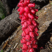 That notable plant seems to be a Snow Plant (Sarcodes sanguinea). It does not do any photosynthesis but are parasites on soil fungi, which themselves are symbionts to "real" green plants. 