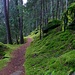 grüner Zauberwald