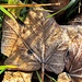 niedrige Temperaturen bringen Kunstwerke zustande 2
