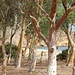 kleiner Eukalyptuswald am Strand