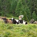 Mucche al pascolo nei pressi della radura di quota 1993 metri