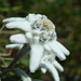 Edelweiss (Leontopodium alpinum) en detail