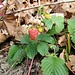 Walderdbeere - wirklich am 29.09. fotografiert...